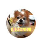 現実逃避がちのパピヨン。（個別スタンプ：36）