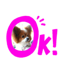 現実逃避がちのパピヨン。（個別スタンプ：37）