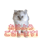 ムギィさん（個別スタンプ：1）