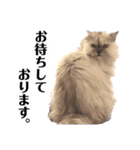 ムギィさん（個別スタンプ：6）