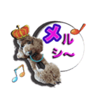 僕は、プリンスりゅう（個別スタンプ：1）