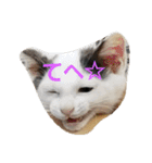 Kawaii☆Cat☆（個別スタンプ：1）