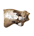 Kawaii☆Cat☆（個別スタンプ：3）