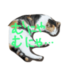 Kawaii☆Cat☆（個別スタンプ：4）
