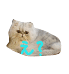 Kawaii☆Cat☆（個別スタンプ：5）