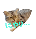 Kawaii☆Cat☆（個別スタンプ：7）
