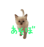 Kawaii☆Cat☆（個別スタンプ：10）
