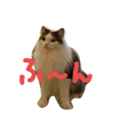 Kawaii☆Cat☆（個別スタンプ：11）
