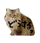 Kawaii☆Cat☆（個別スタンプ：14）