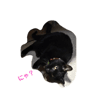 クロちゃま5（個別スタンプ：5）