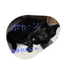クロちゃま5（個別スタンプ：28）