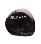 クロちゃま5（個別スタンプ：29）