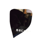 クロちゃま5（個別スタンプ：30）