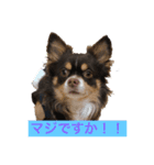 チャー君です（個別スタンプ：1）