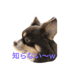 チャー君です（個別スタンプ：2）