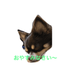 チャー君です（個別スタンプ：3）