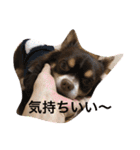 チャー君です（個別スタンプ：4）
