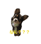チャー君です（個別スタンプ：6）