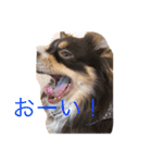 チャー君です（個別スタンプ：7）