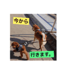 中野犬（個別スタンプ：3）