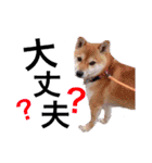 中野犬（個別スタンプ：4）
