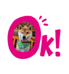 中野犬（個別スタンプ：6）
