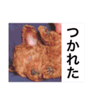 中野犬（個別スタンプ：10）