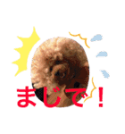 中野犬（個別スタンプ：17）