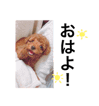 中野犬（個別スタンプ：19）