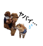 中野犬（個別スタンプ：20）