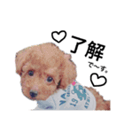 中野犬（個別スタンプ：21）