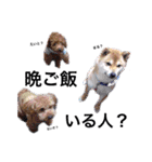 中野犬（個別スタンプ：23）