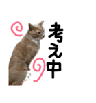 うちの猫「チョコとクロ」（個別スタンプ：1）
