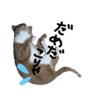 うちの猫「チョコとクロ」（個別スタンプ：3）