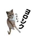 うちの猫「チョコとクロ」（個別スタンプ：5）