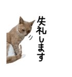 うちの猫「チョコとクロ」（個別スタンプ：9）