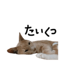うちの猫「チョコとクロ」（個別スタンプ：10）