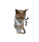 うちの猫「チョコとクロ」（個別スタンプ：12）