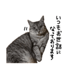 うちの猫「チョコとクロ」（個別スタンプ：16）