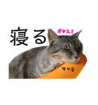 うちの猫「チョコとクロ」（個別スタンプ：18）