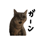 うちの猫「チョコとクロ」（個別スタンプ：21）