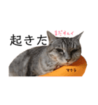 うちの猫「チョコとクロ」（個別スタンプ：23）