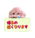 我が家のアイドルぷりんちゃん（個別スタンプ：3）