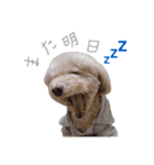 我が家のアイドルぷりんちゃん（個別スタンプ：5）
