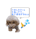 我が家のアイドルぷりんちゃん（個別スタンプ：6）