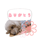 我が家のアイドルぷりんちゃん（個別スタンプ：8）