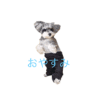 我が家のワンコたちスタンプ（個別スタンプ：2）