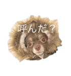 我が家のワンコたちスタンプ（個別スタンプ：3）