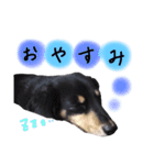 ジャッキースタンプ（個別スタンプ：3）