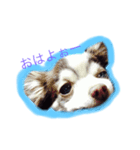 居眠り犬セピ子（個別スタンプ：1）